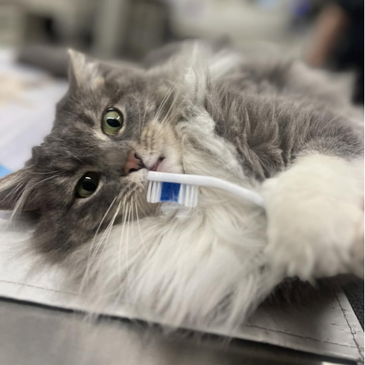 Dental Care